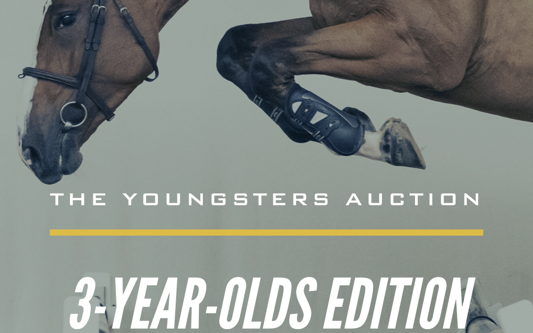 The Youngsters Auction launches promising collection of 3-year-old showjumpers
